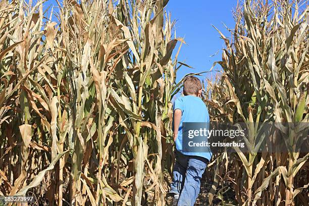 rapaz introduzir um labirinto de milho - corn maze imagens e fotografias de stock