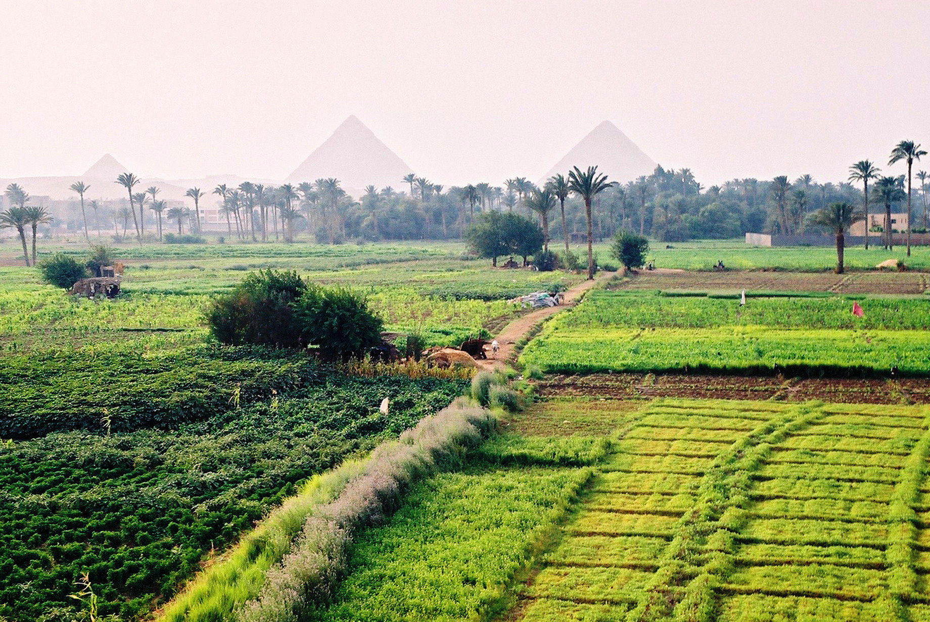 egyptian agriculture