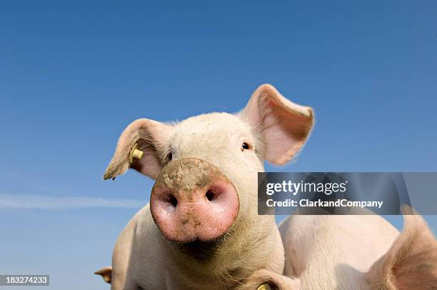 young outdoor raised pig - piggy stockfoto's en -beelden