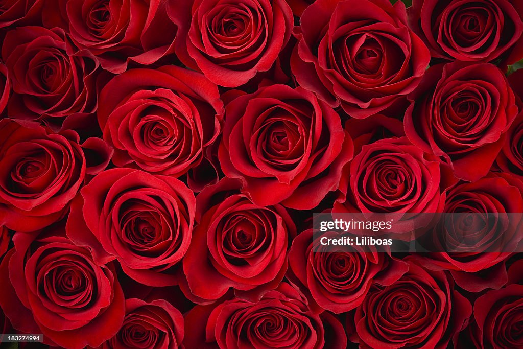 Red Rose Background