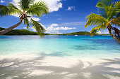 Palm trees on tropical beach in the Virgin Islands
