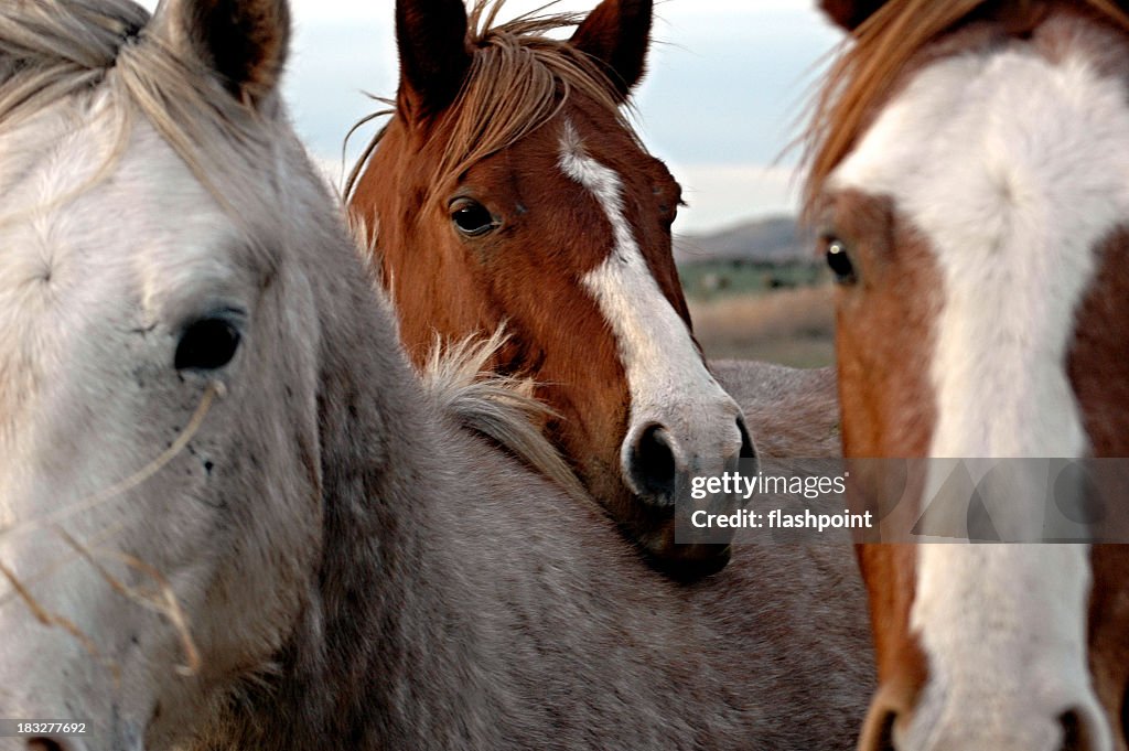 Horse head resting on back of another horse