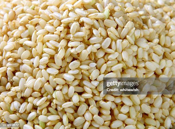 brown rice - germinating stock pictures, royalty-free photos & images