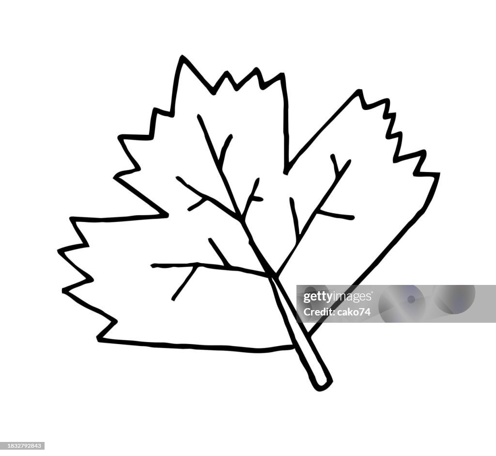 Feuille dessinée à la main