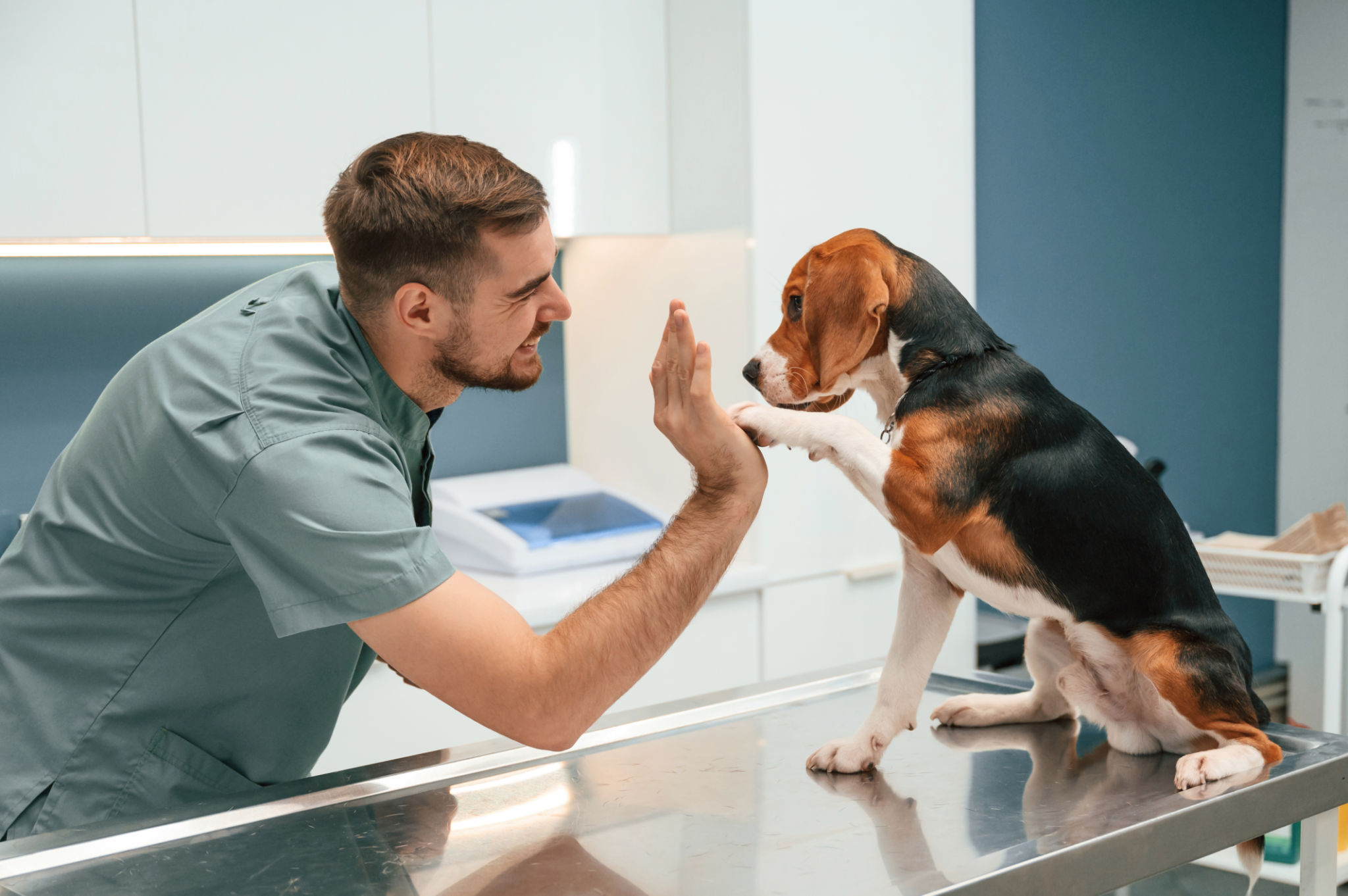 vet checkup dog