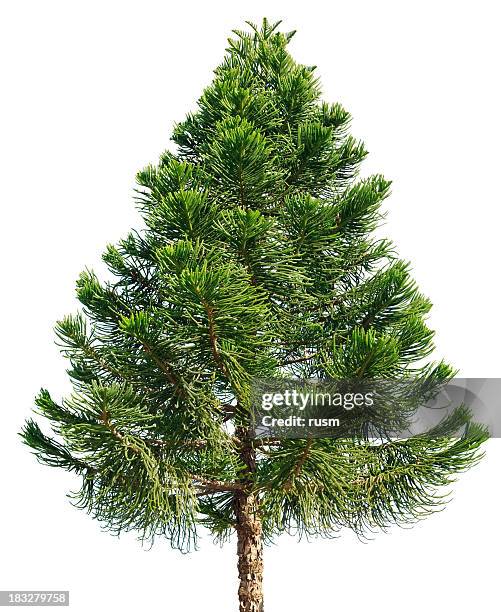 araucaria pine árbol aislado sobre fondo blanco - pino fotografías e imágenes de stock