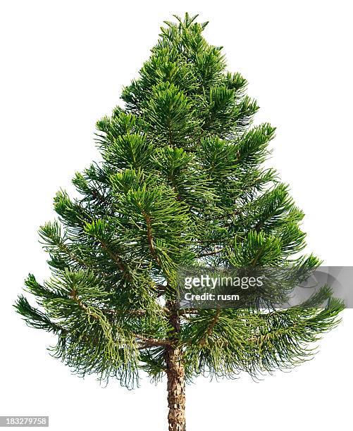 araucaria pine tree isolated on white background - pine tree stock pictures, royalty-free photos & images