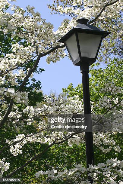 street lamp and dogwoods - dogwood blossom 個照片及圖片檔