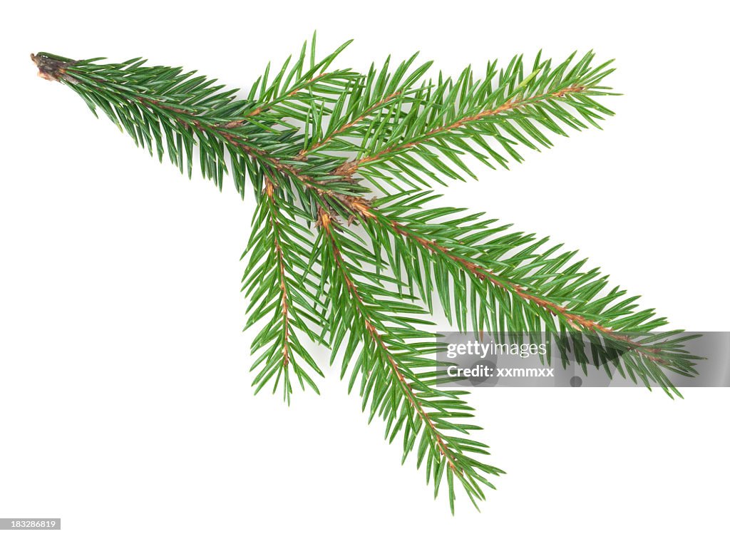 Spruce tree branch isolated on a white background