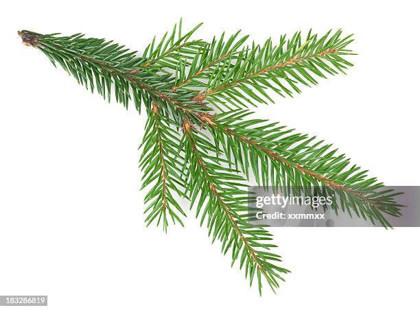 spruce tree branch isolated on a white background - spruce stock pictures, royalty-free photos & images