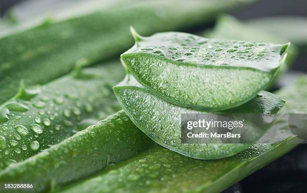 aloe vera - aloe vera imagens e fotografias de stock