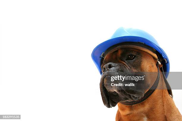 Boxer Building 1,727 Boxer Building Stock Photos, High-Res Pictures, and Images ...