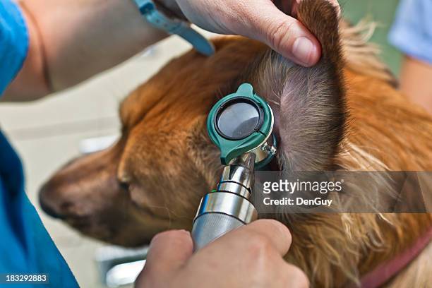 golden retriever mix prüfung animal hospital - animal ear stock-fotos und bilder