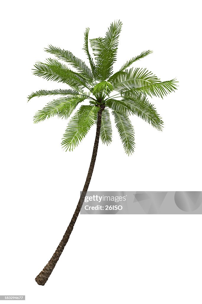 Palm Tree Render Isolated on Pure White Background (XXXL)