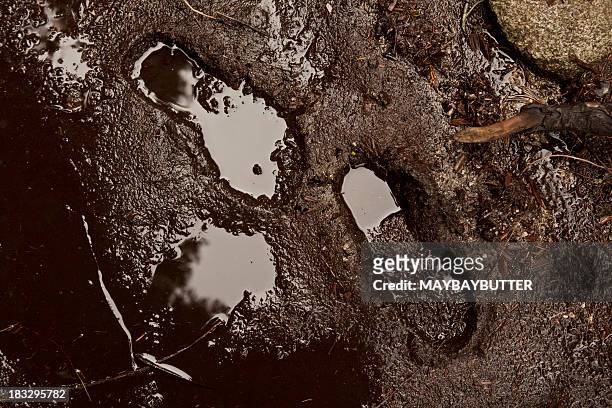 mud - footprint stock pictures, royalty-free photos & images