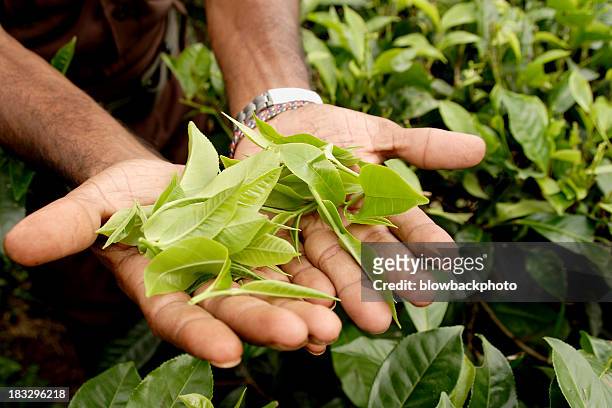 hands holding up green tea leaves in sri lanka - white tea stock pictures, royalty-free photos & images