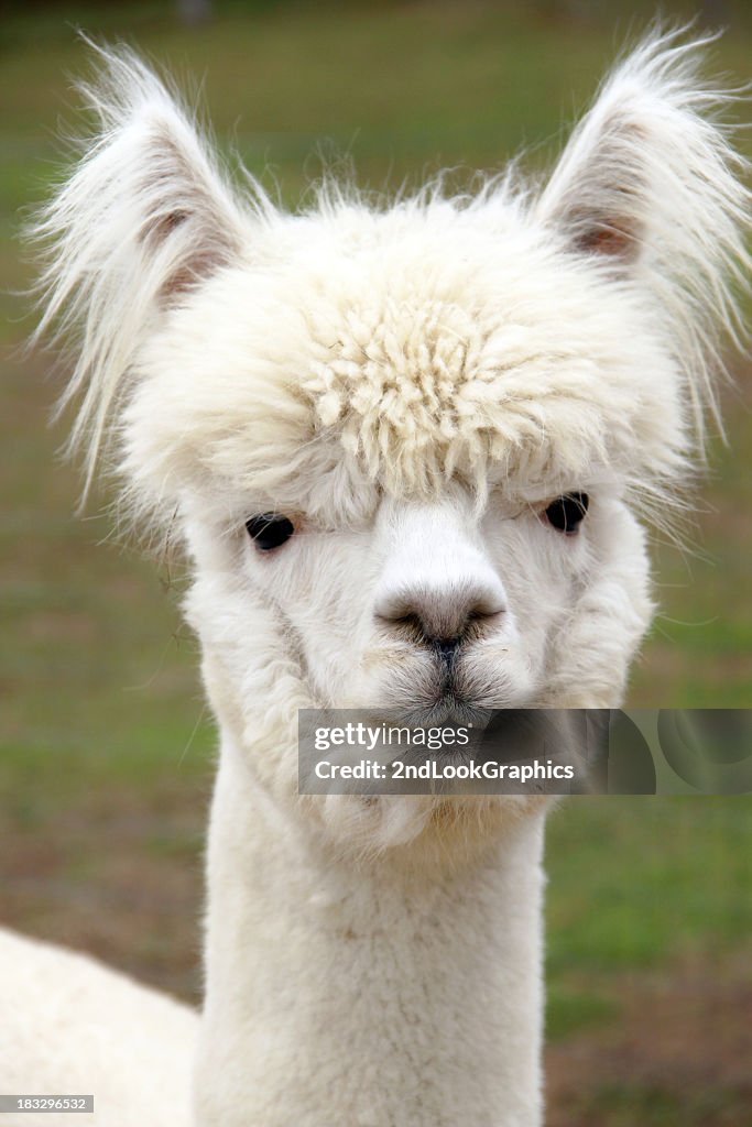 Close up of white furry Alpaca face