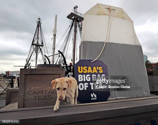 Boston, MA Giselle, a Melrose Police K-9, was on hand to check out the giant tea bag. USAA Bag of Tea Reveal in honor of the 250th anniversary of the...