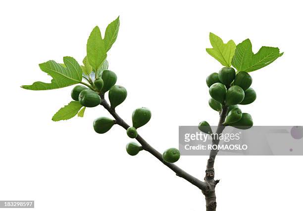 fig isolated on white in rome, italy - fig tree stock pictures, royalty-free photos & images