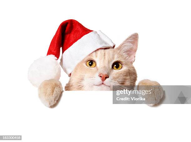 a cat holding a blank sign white wearing a santa hat - cat holding sign stock pictures, royalty-free photos & images