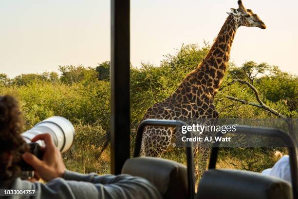 photographer taking pictures of a giraffe during a safari drive - autosafari stockfoto's en -beelden