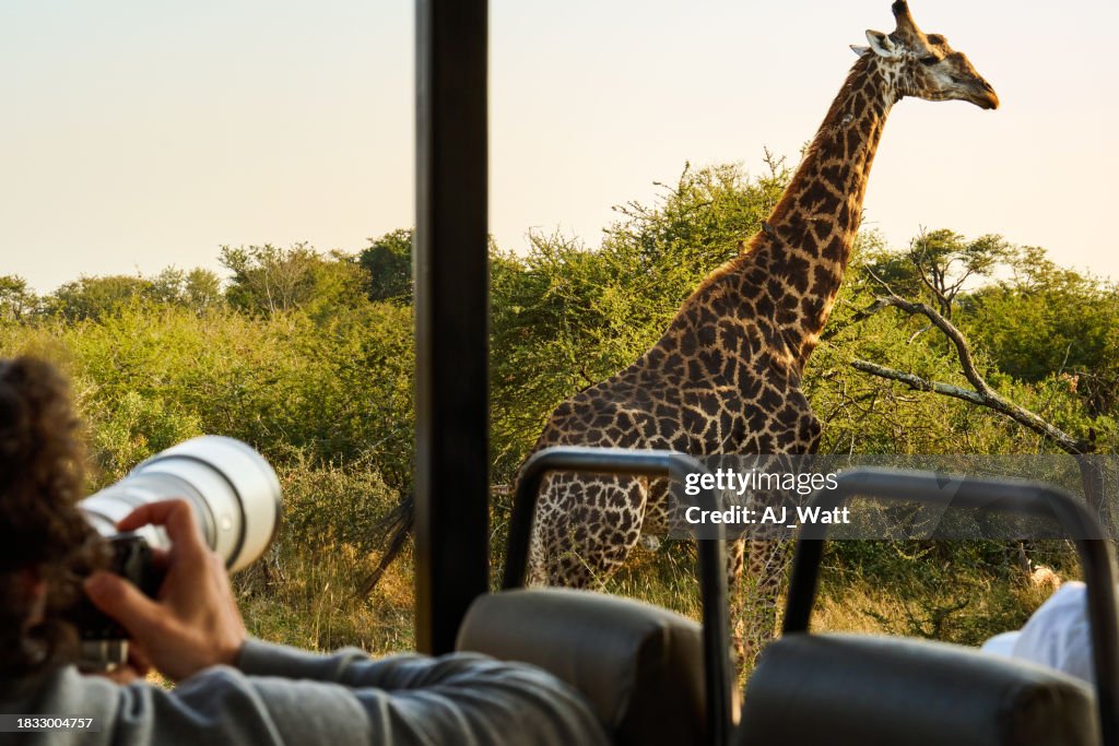 Photographer taking pictures of a giraffe during a safari drive