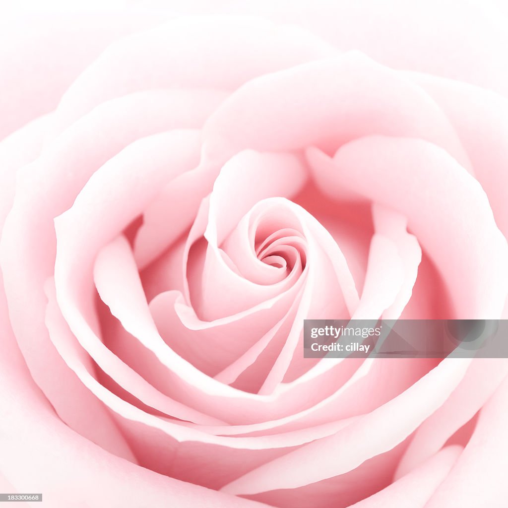 Zartes Rosa Rose