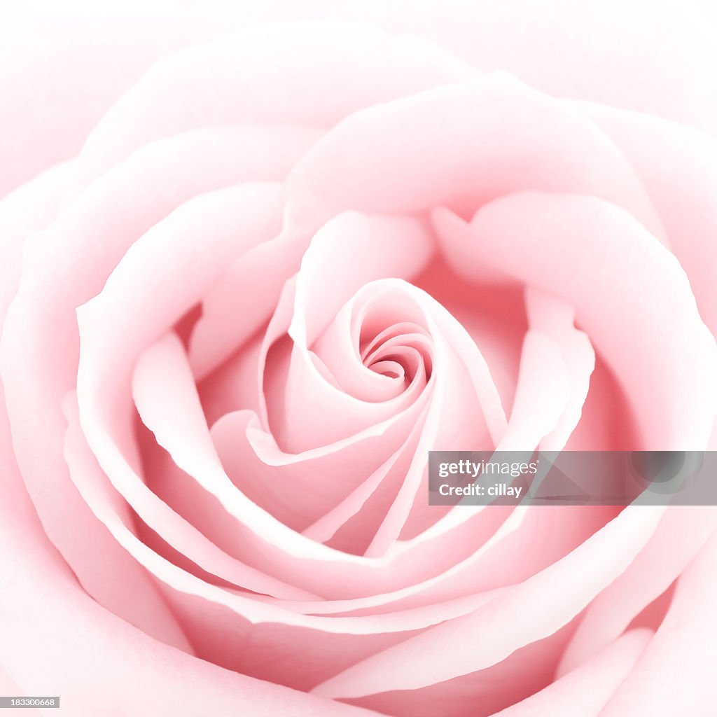 A close-up of a delicate pink rose