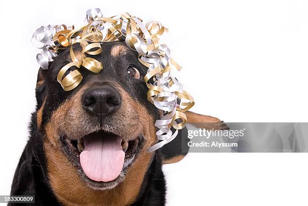 party animal - ribbon in mouth stock pictures, royalty-free photos & images