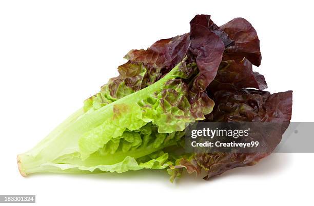 red leaf lettuce - leaf lettuce stockfoto's en -beelden