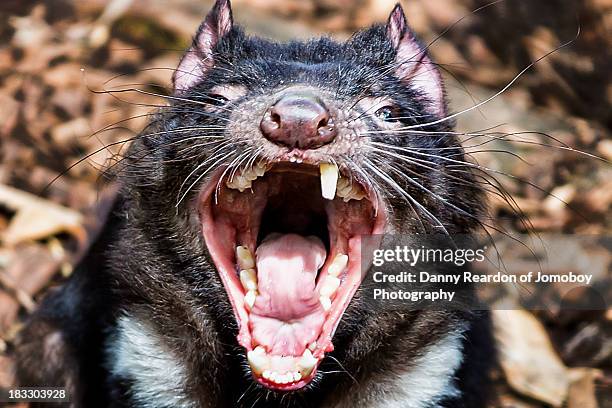 tasmanian devil - tasmanian devil stock pictures, royalty-free photos & images