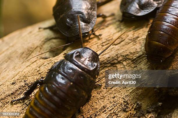 cockroaches on wood - black cockroach stock pictures, royalty-free photos & images