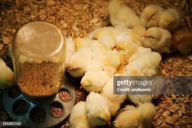 bunches of chicks - baby chicken stock pictures, royalty-free photos & images