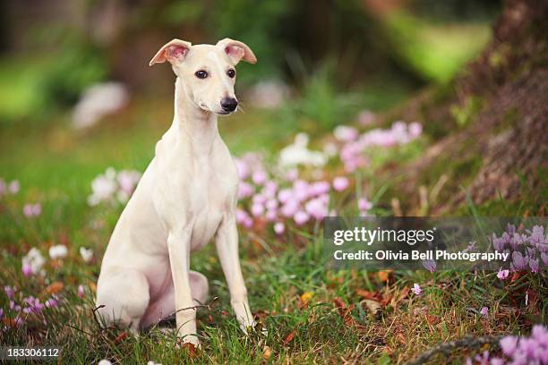 whippet puppy in woodland - whippet stock pictures, royalty-free photos & images