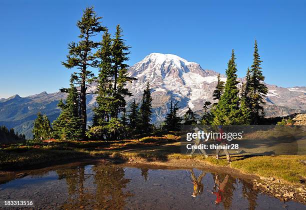 hiking mt. rainier - mt rainier stockfoto's en -beelden