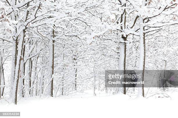 winter - deep snow stockfoto's en -beelden