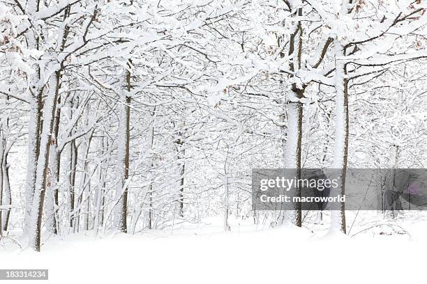 winter - deep snow stock pictures, royalty-free photos & images