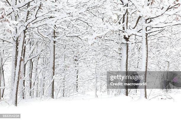 inverno - neve profunda imagens e fotografias de stock