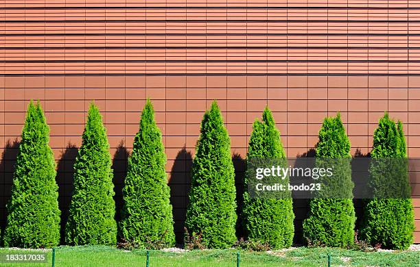 thuja row - american arborvitae stock pictures, royalty-free photos & images