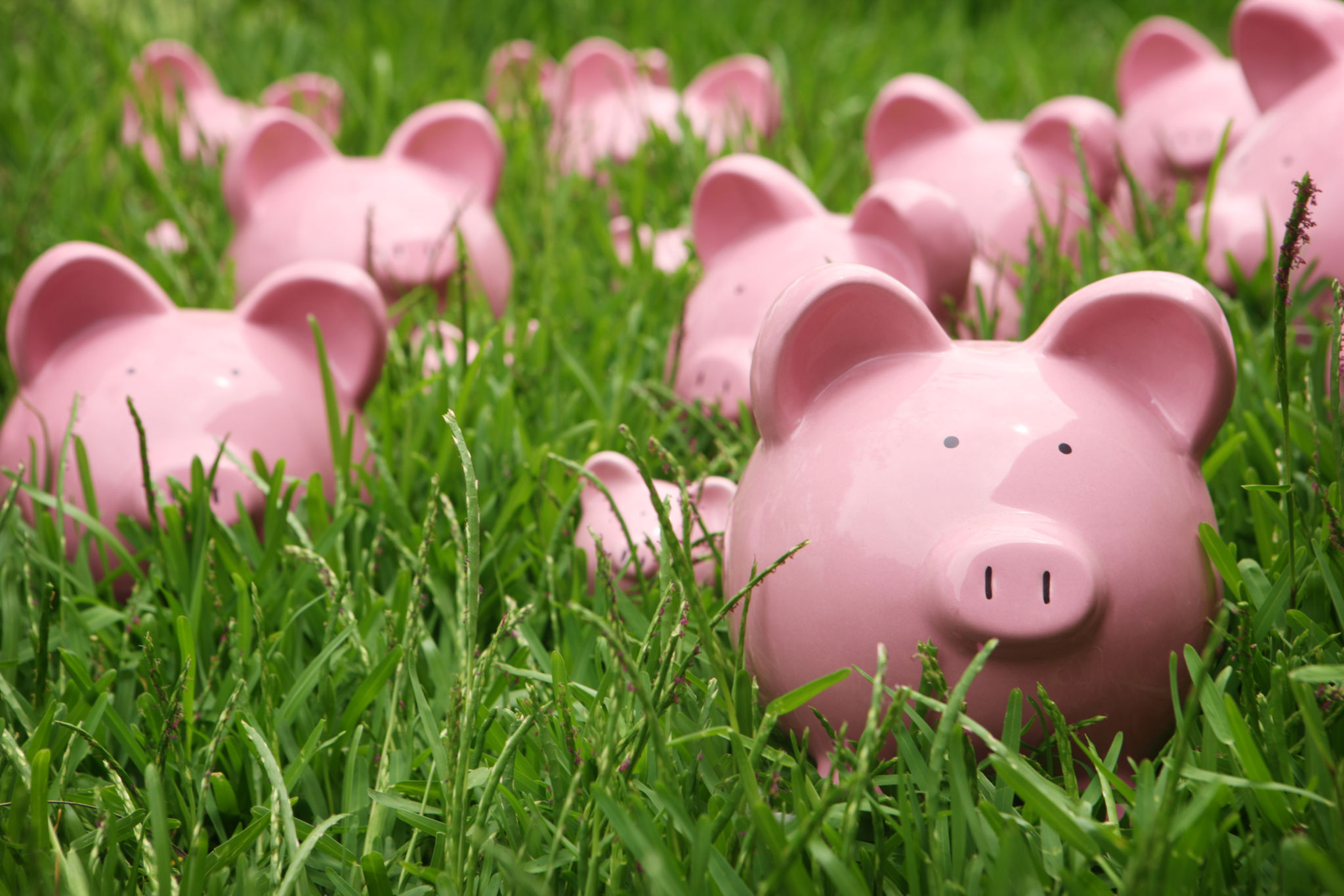 savings garden