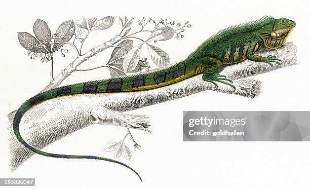 leguan historischen illustration, 1849 - eigentlicher leguan stock-grafiken, -clipart, -cartoons und -symbole