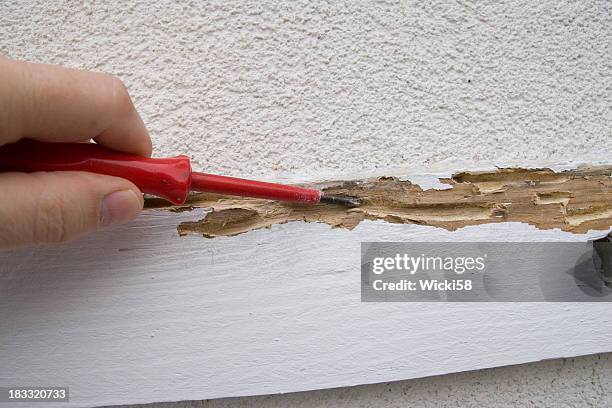 termite danni - marcio foto e immagini stock