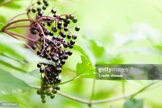 haufen reife elderberries vor einem grünen hintergrund des defocussed blätter - elderberry stock-fotos und bilder