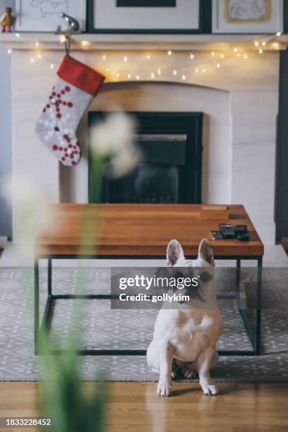 french bulldog in christmas decorated living room - buldogue francês imagens e fotografias de stock
