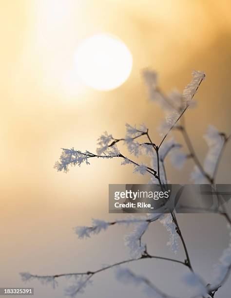 congelarse poco ramita en el invierno de luz - twig fotografías e imágenes de stock