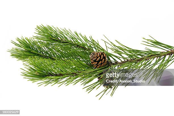 twig pine with cone on a white background - twig stock pictures, royalty-free photos & images
