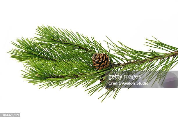 twig pine with cone on a white background - christmas tree white background stock pictures, royalty-free photos & images