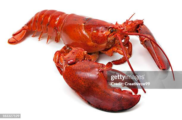 hummer - lobster stock-fotos und bilder