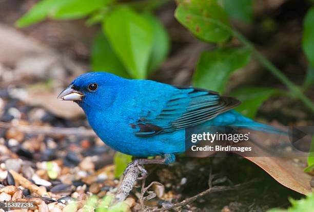 indigo bunting - male - indigo bunting stock pictures, royalty-free photos & images