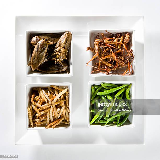 fritto bug - insetto foto e immagini stock